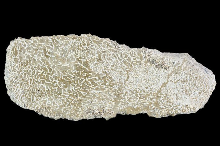 Polished Dinosaur Bone (Gembone) Section - Morocco #107141
